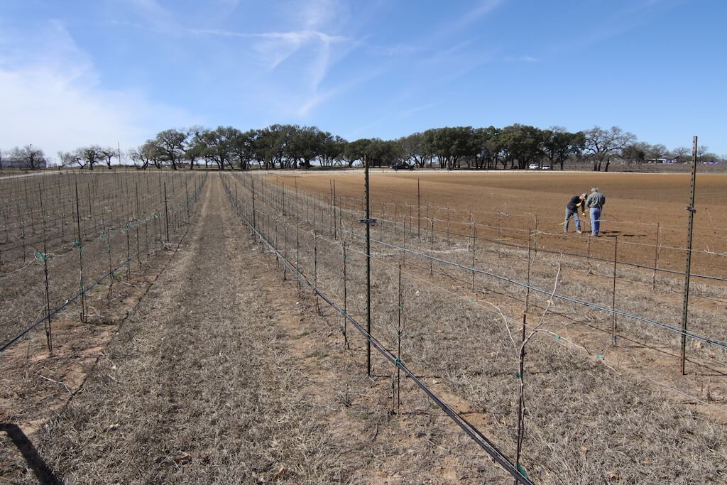 Trellises